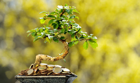 Как вырастить денежное дерево по фэншуй?
