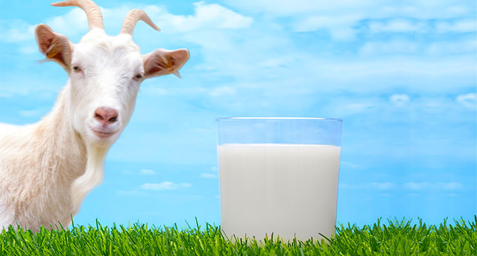Коза перестала давать молоко: причины и методы их устранения