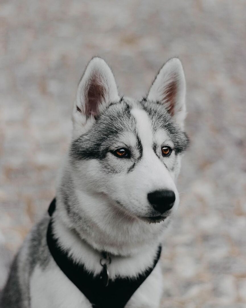 are siberian huskies nocturnal