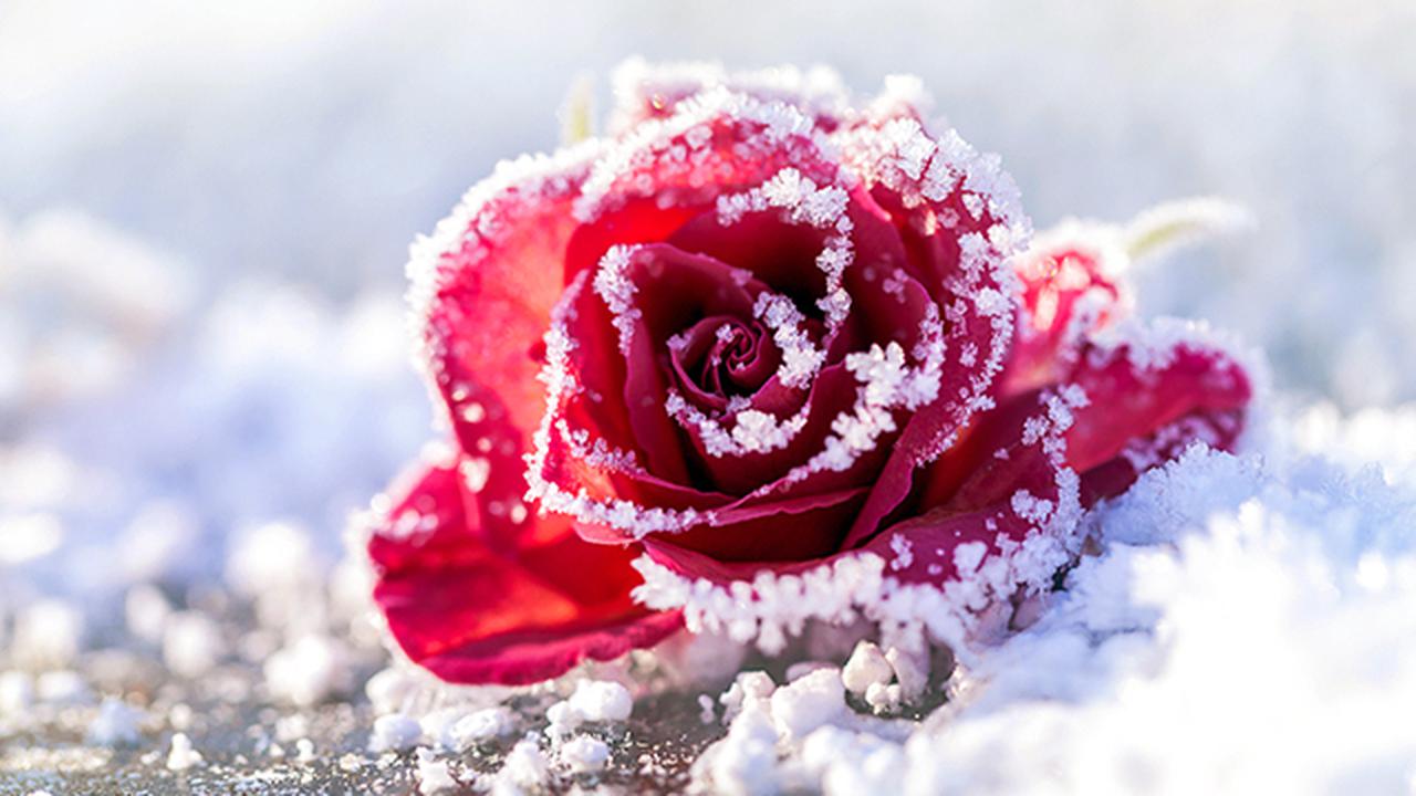 Розы на фоне снега открытки
