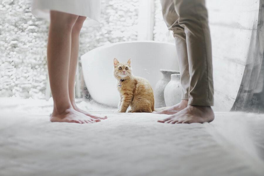 Советы наших предков: почему в новую квартиру первым запускают кота