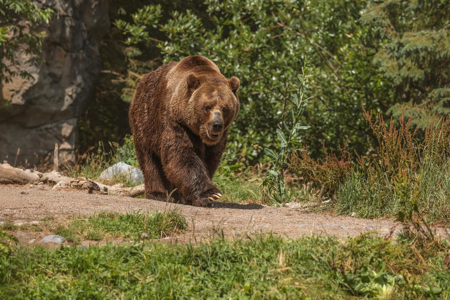 Медведь ворвался в дом к пенсионерке и съел ее - Страсти