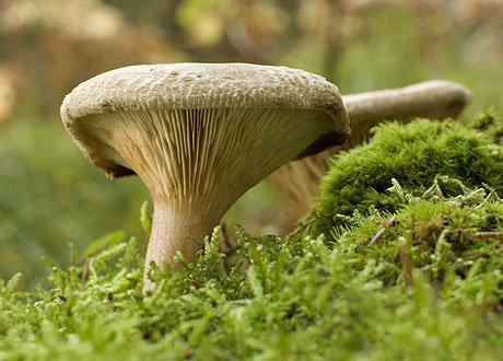 Можно ли спасти пересоленные грибы