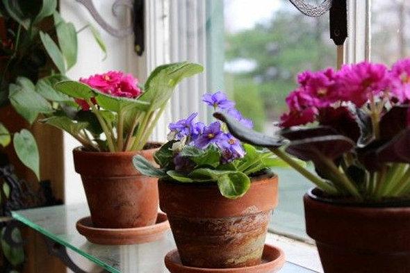 Хойя или восковой плющ: можно ли держать растение дома